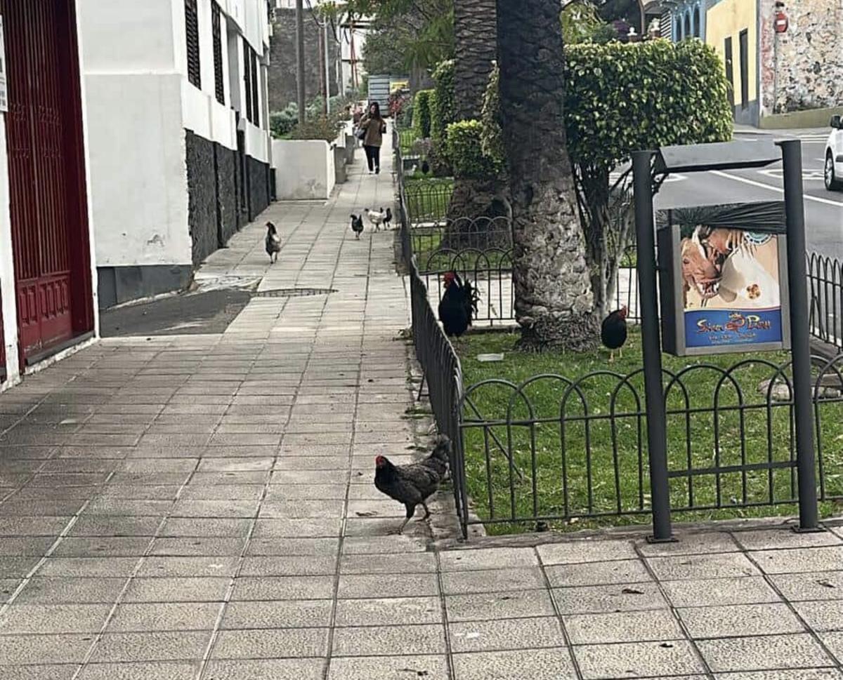 Los gallos de la icodense avenida 25 de abril
