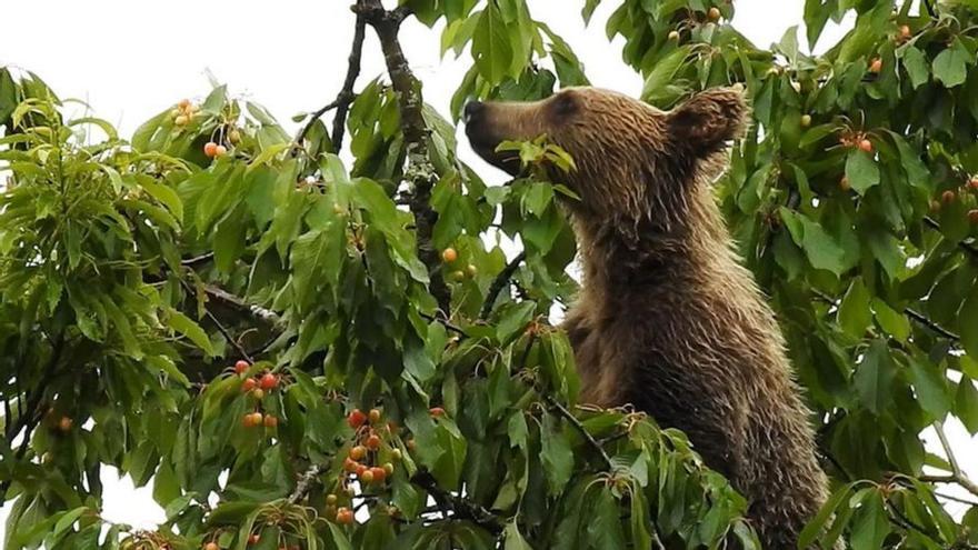 Osos a dieta por el cambio climático: el cerezo silvestre irá a menos en la Cordillera