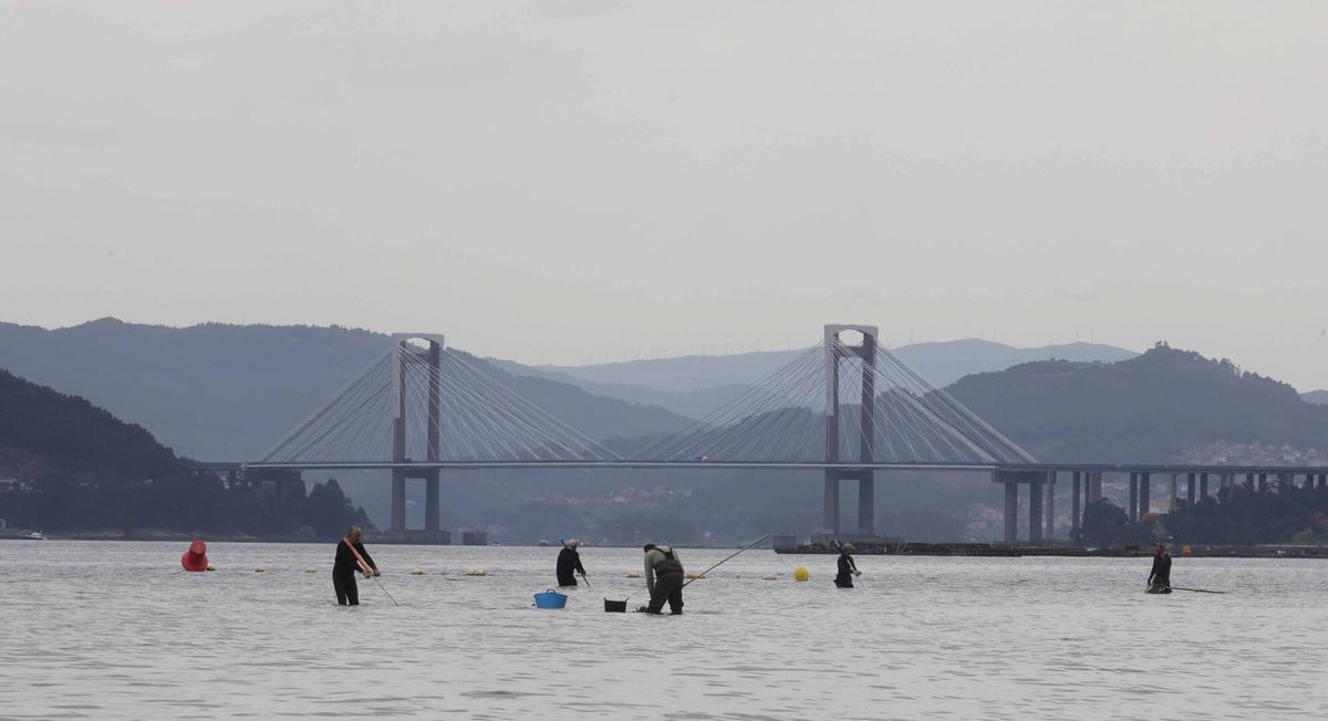 Mariscadores del banco San Franciso de Vigo realizan una nueva siembra de semillas de almeja babosa en el banco de O Areíño y recogen el tope diario. Marisqueo de a pie