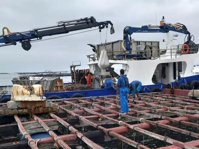 Así es el trabajo en la batea cuando el mejillón flojea