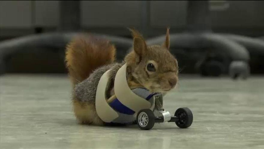 Posen una pròtesi a un esquirol perquè pugui tornar a caminar