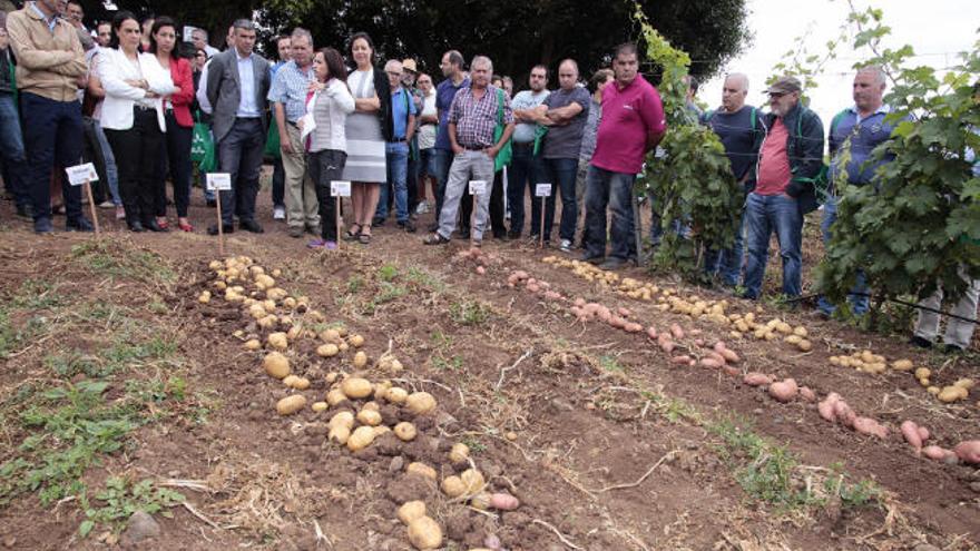 Numerosos agricultores y técnicos asistieron ayer en Tacoronte al Papa Tour 2019.