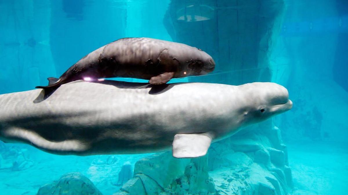 Belugas de l'Oceanogràfic