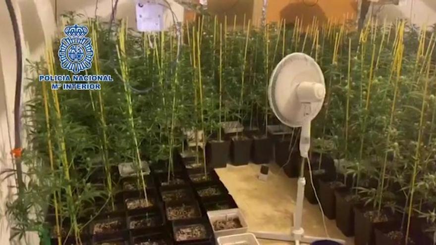 La policía desmantela una plantación de marihuana en una vivienda de Mérida