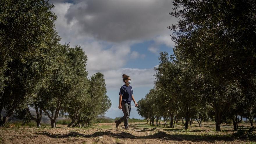 Cursos para el campo tinerfeño sobre apicultura, enología y aceite de oliva