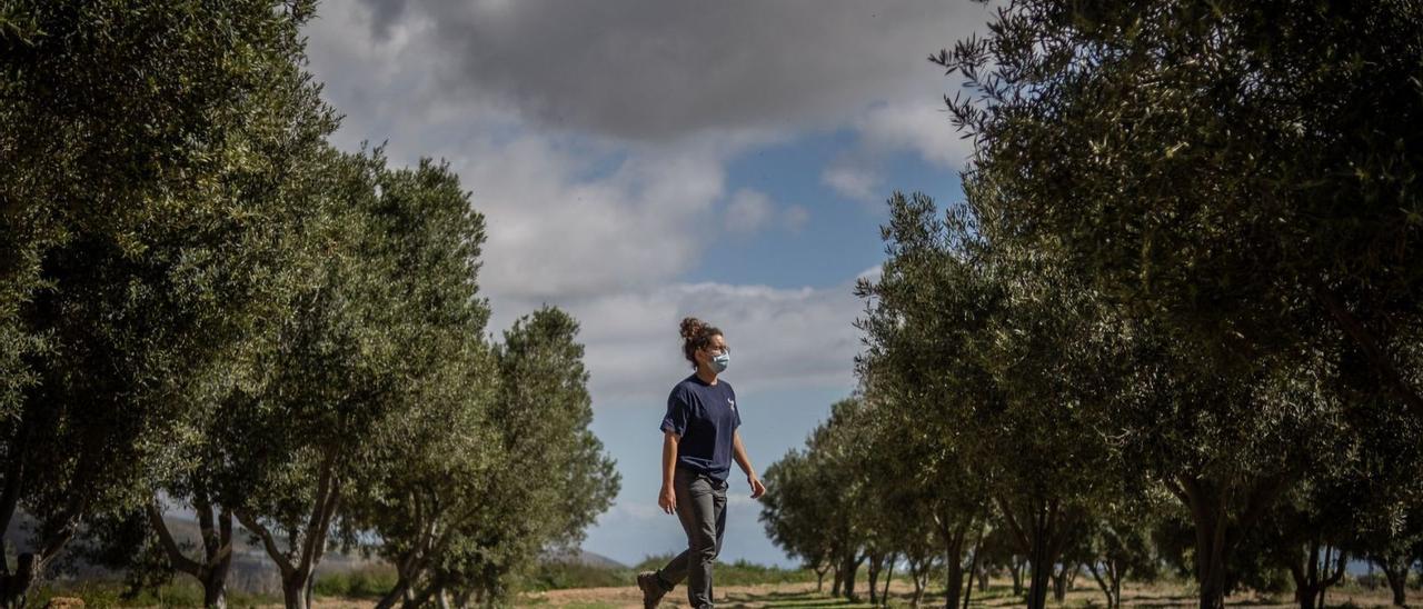 Cursos para el campo tinerfeño sobre apicultura, enología y aceite de oliva