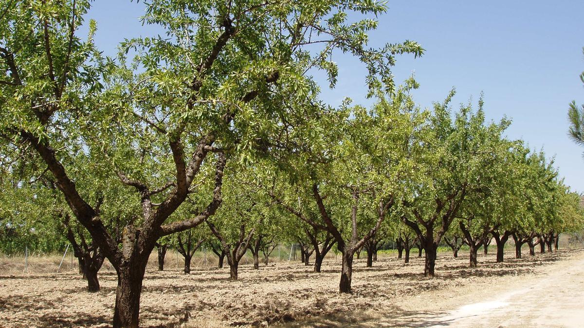 Campo de almendros