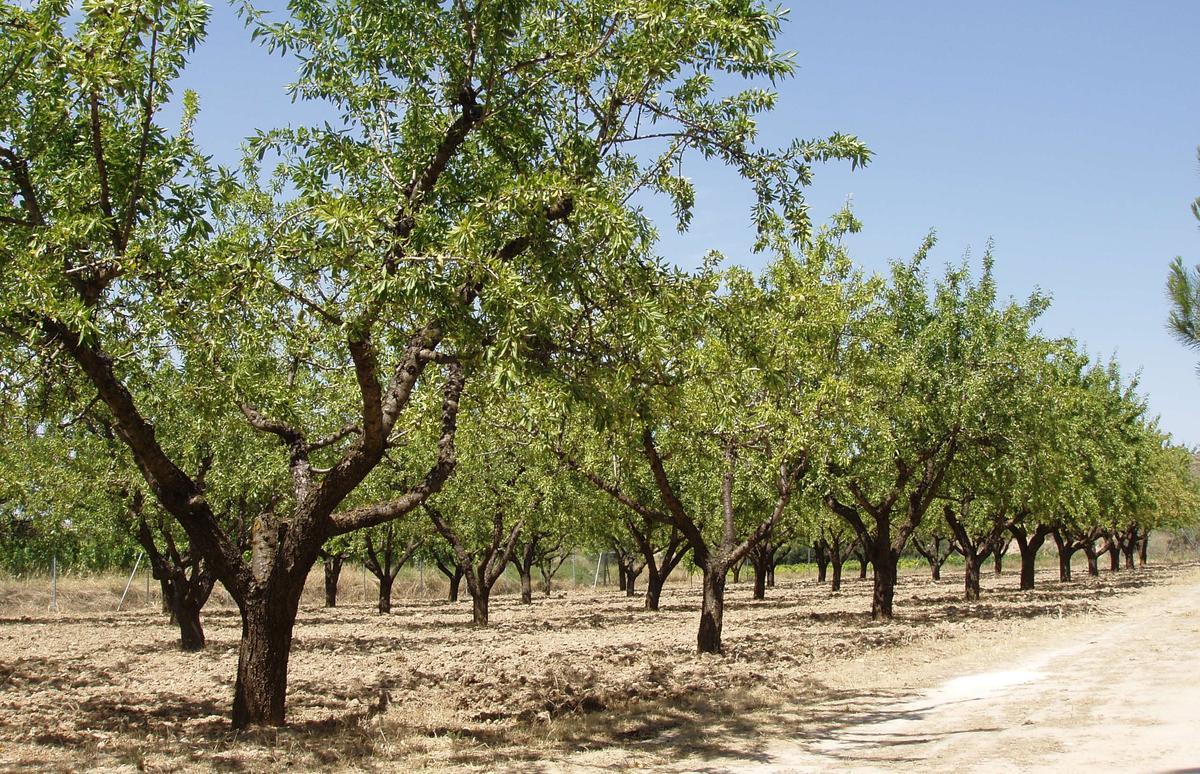 Campo de almendros