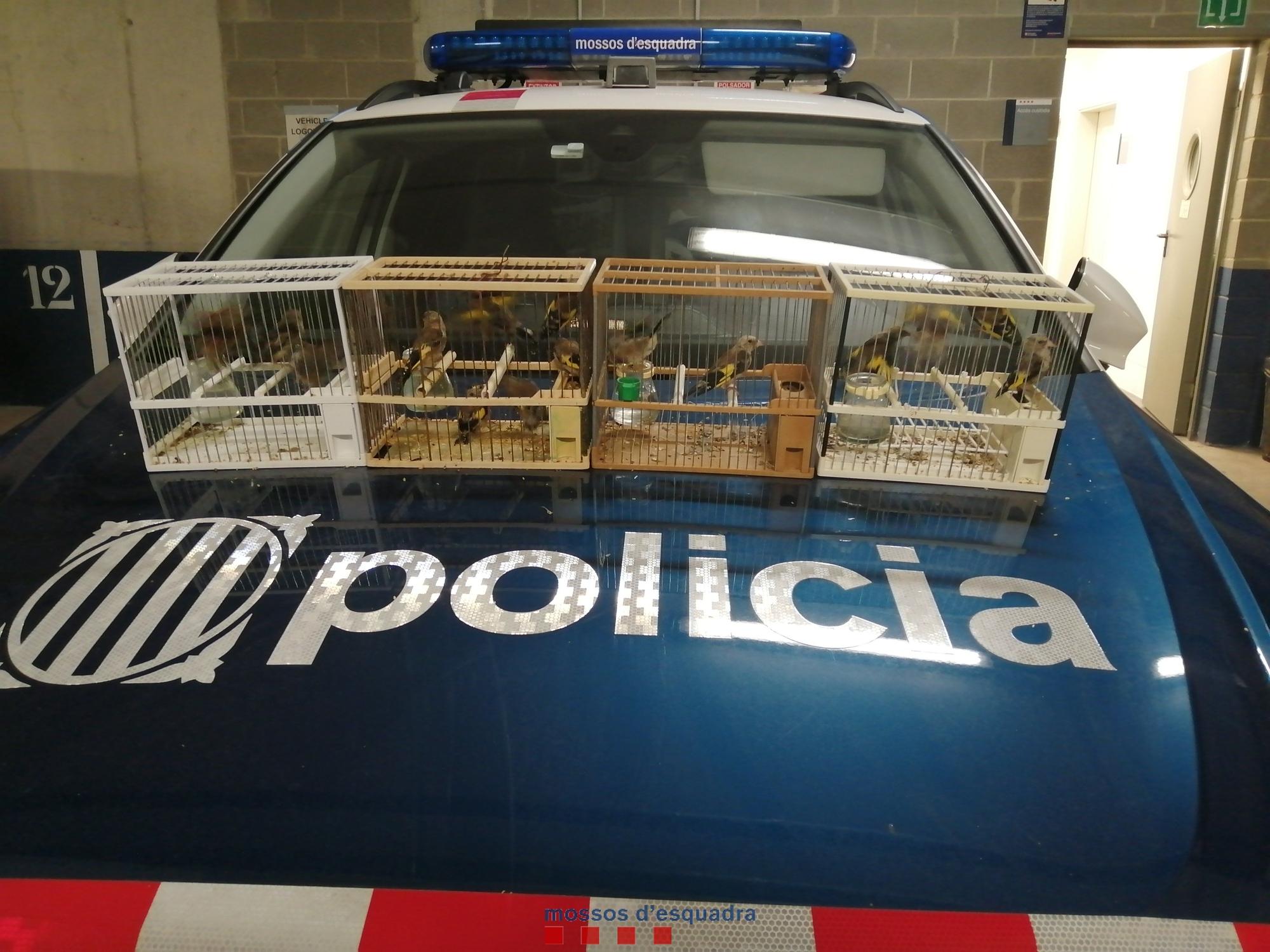 Operación contra la compraventa de pájaros de los Mossos d'Esquadra.