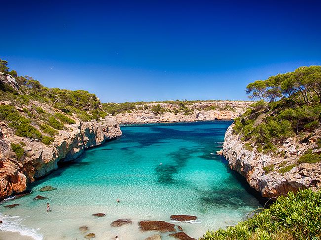 La posidonia es el tesoro del Mediterráneo