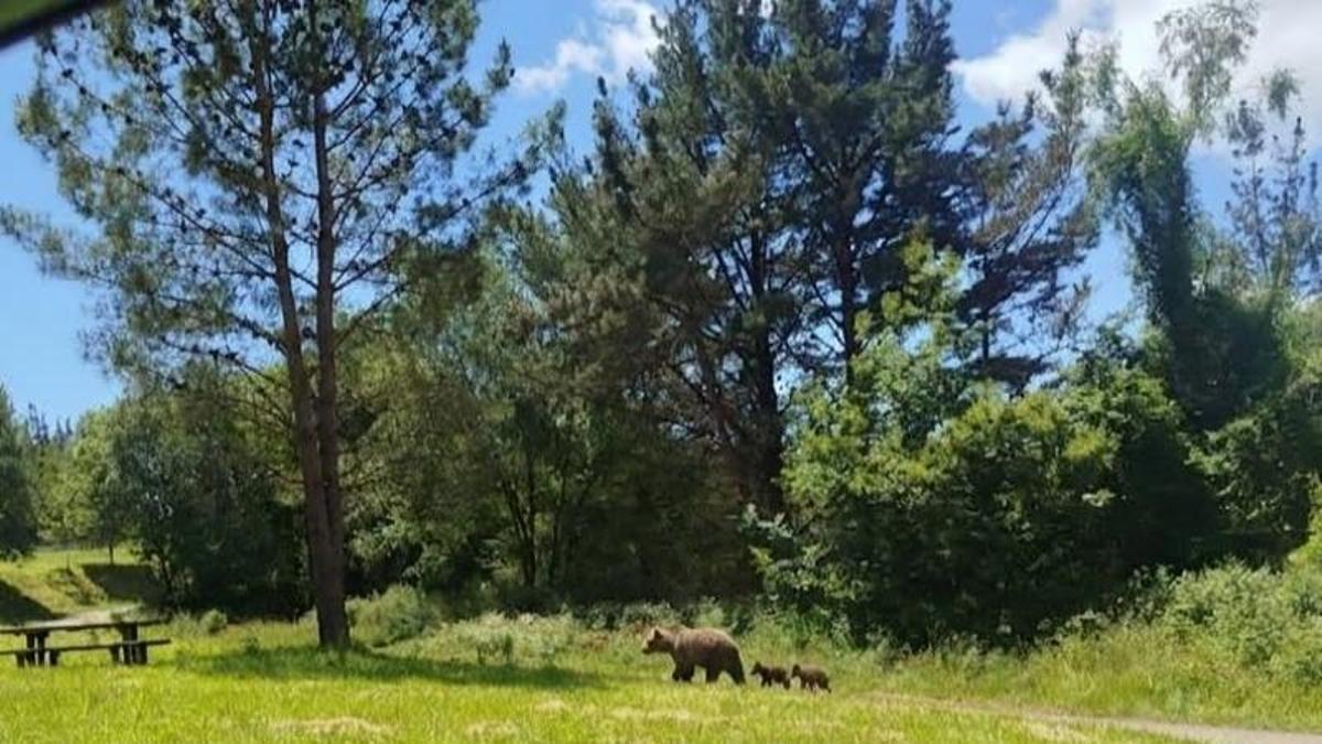Un oso con crías visto en Trespando (Tineo).