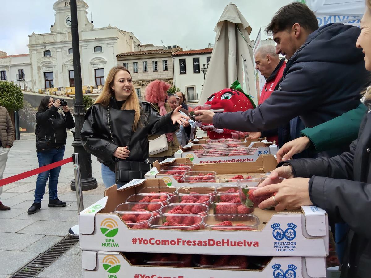 Galería | Reparto de fresas en la Plaza de España de Mérida, un acto de UPA-UCE