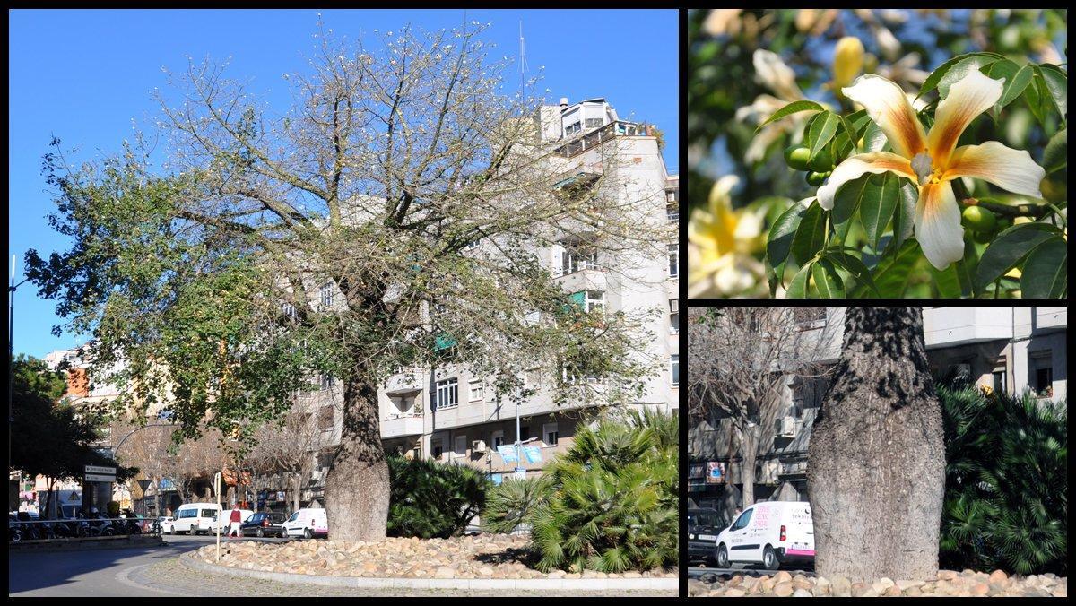 ficha-ob-ceiba-insignis-blas-infante-hospitalet ficha-ob-ceiba-insignis-blas-infante-hospitalet