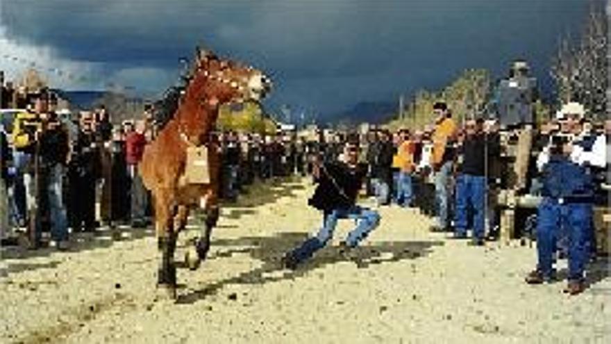 Criadors de cavall, a la fira ramadera de Puigcerdà