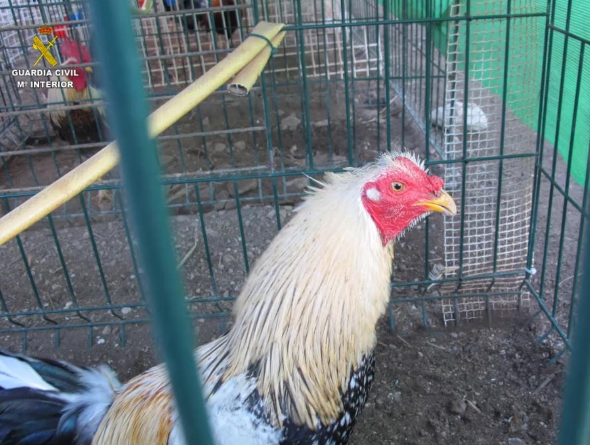 Uno de los gallos con mutilaciones en la finca de ses Feixes