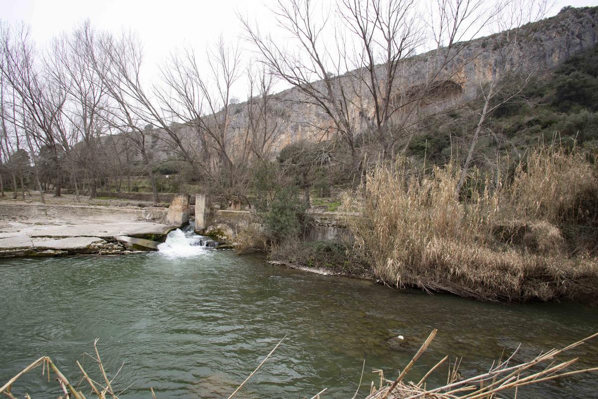 La CHJ acaba con las cañas en el río Albaida