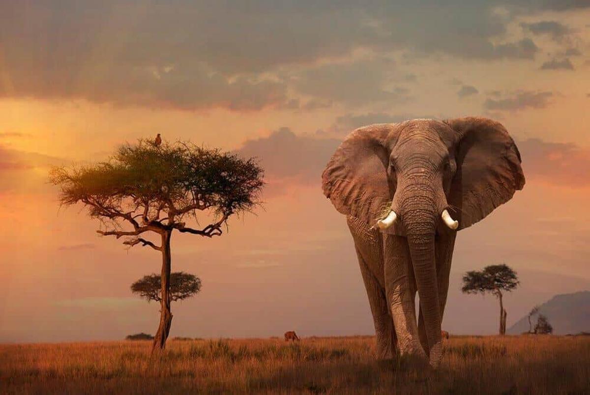 Un elefante en la saban africana