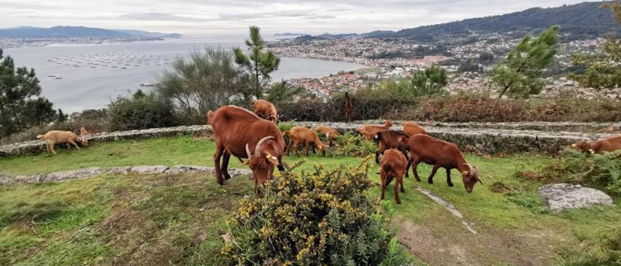 Cabras de los comuneros de Meira en los montes de la parroquia. |   SANTOS ÁLVAREZ