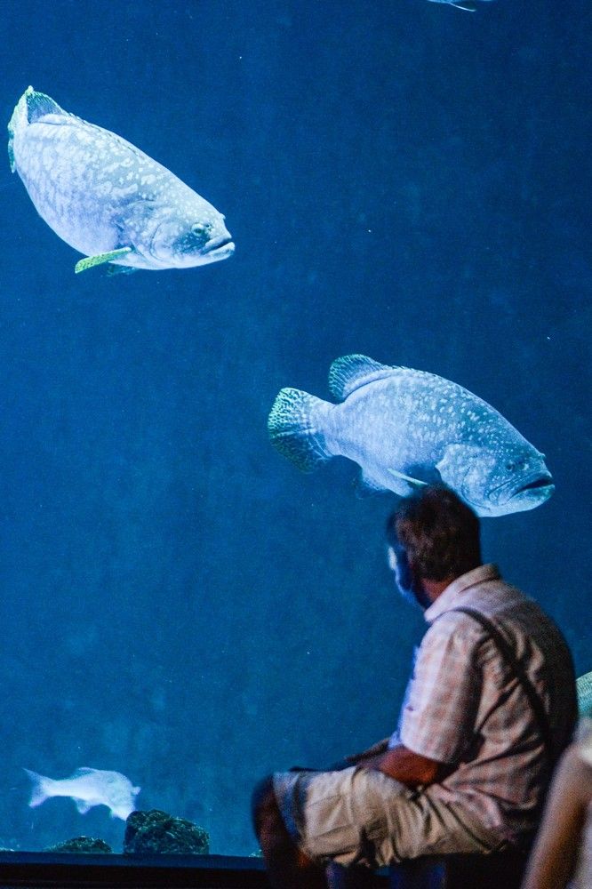 Los turistas visitan el acuario Poema del Mar