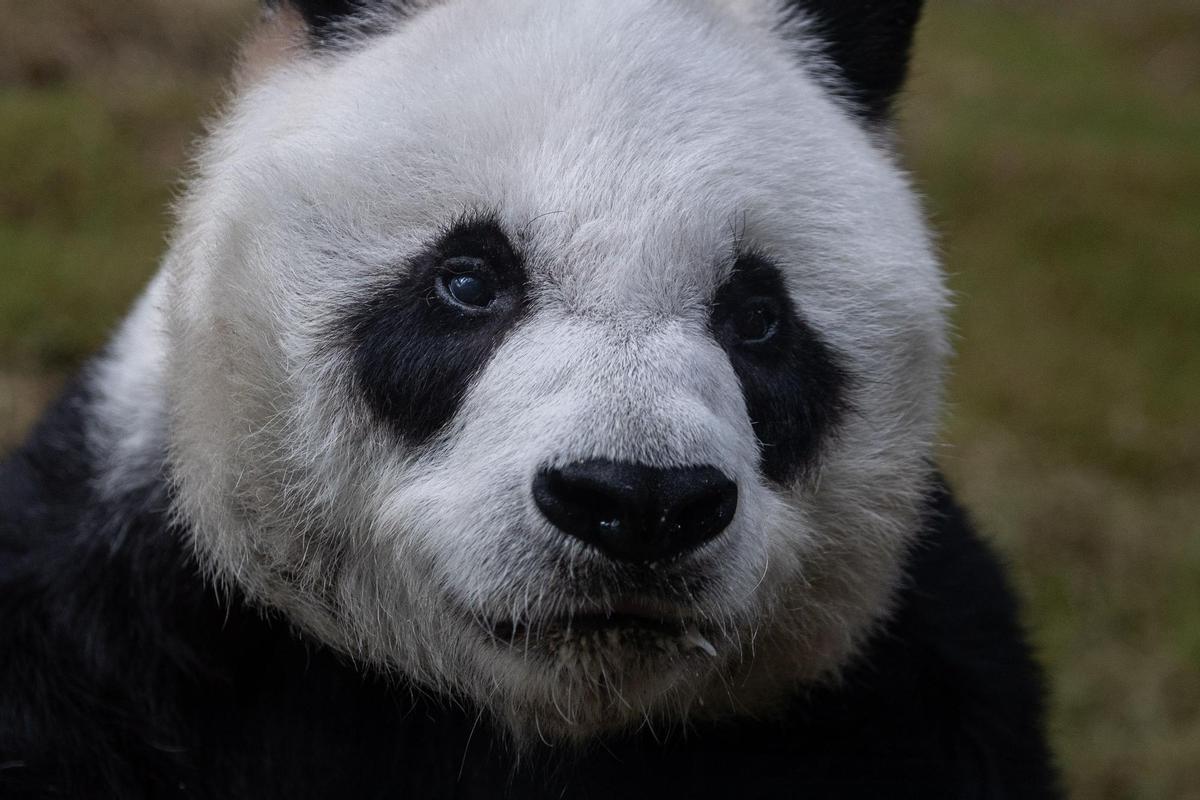 Fallece en Hong Kong An An, el panda más anciano del mundo en cautividad