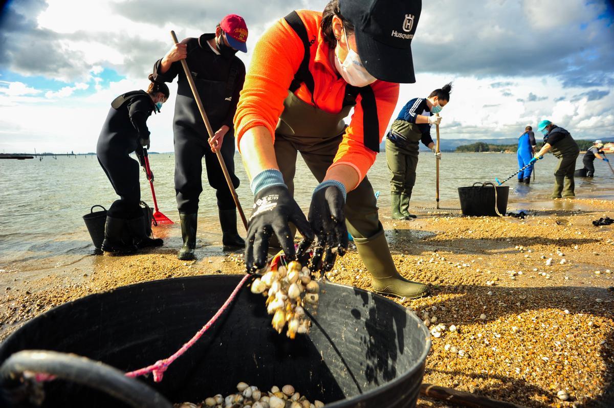 Mariscadoras de Carril recogiendo bivalvos arrastrados por el temporal a la orilla de la playa.