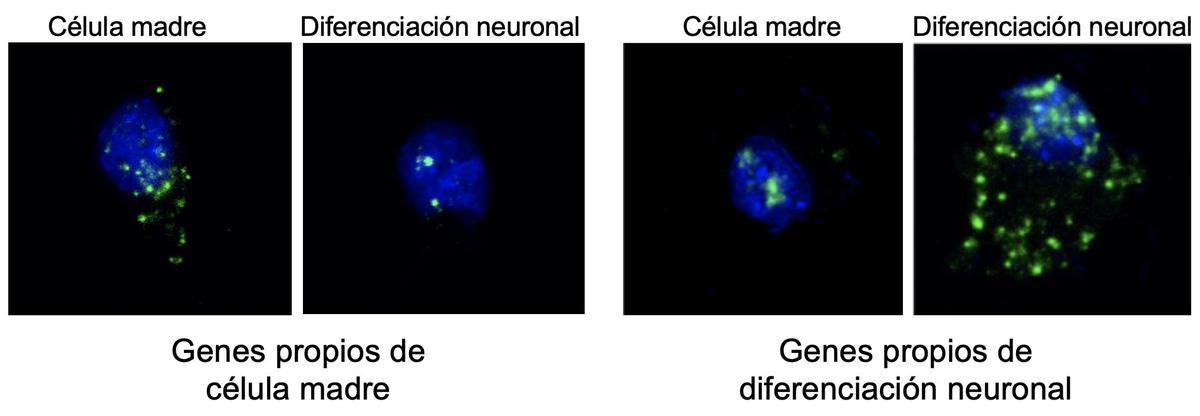 Mecanismo de funcionamiento de células madre en el cerebro