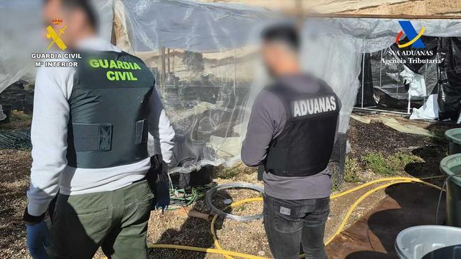 Desmantelan una finca de marihuana en el sur de Tenerife