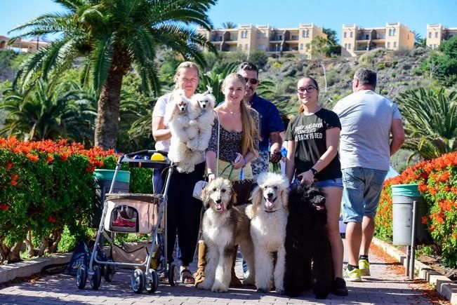 10/12/2016 MASPALOMAS. Feria de Mascotas Maspalomas 2016.Foto: SABRINA CEBALLOS