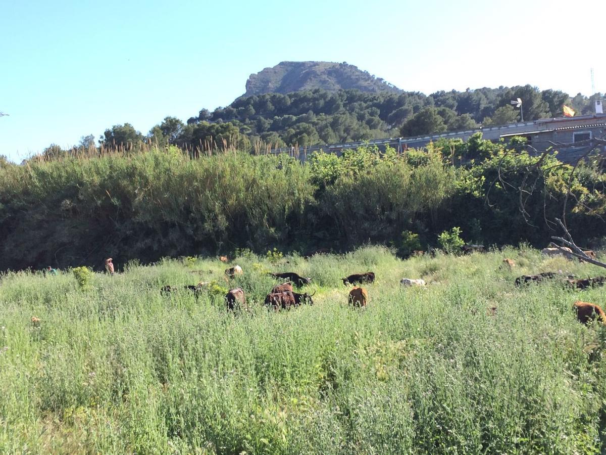 Los toros de Gerardo Gamón pastando por la Baronia