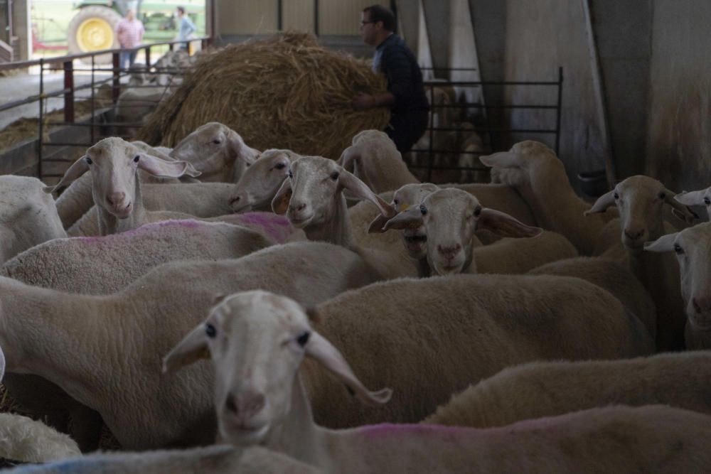 Los labradores y ganaderos piden precios justos.