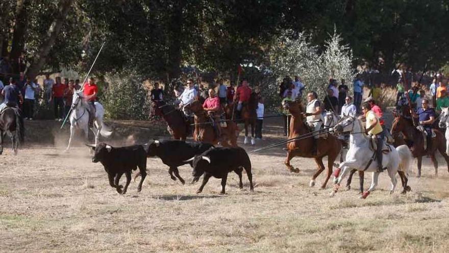 Encierro en la pradera de San Miguel de la Ribera en las fiestas de 2015.