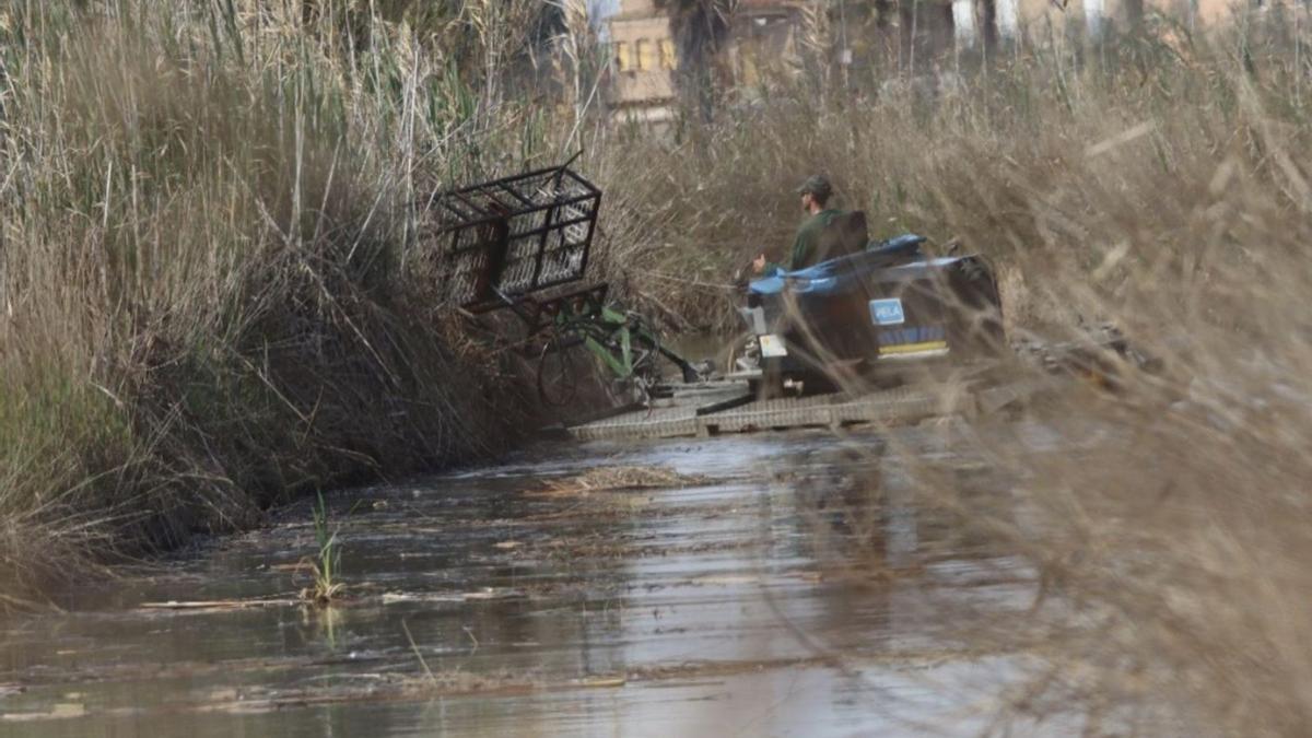 Los operarios se han centrado
en eliminar especies invasoras
.  levante-emv