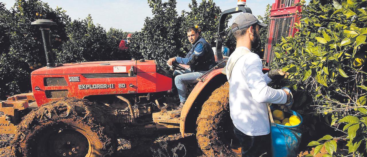 Los altos costes de producción asfixian al sector citrícola de Castellón.