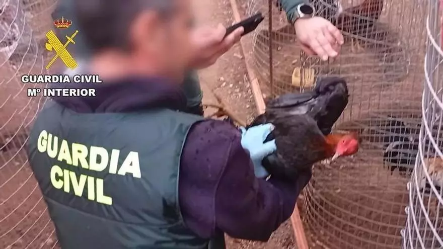 Hallan 57 gallos mutilados en una explotación avícola de La Carlota