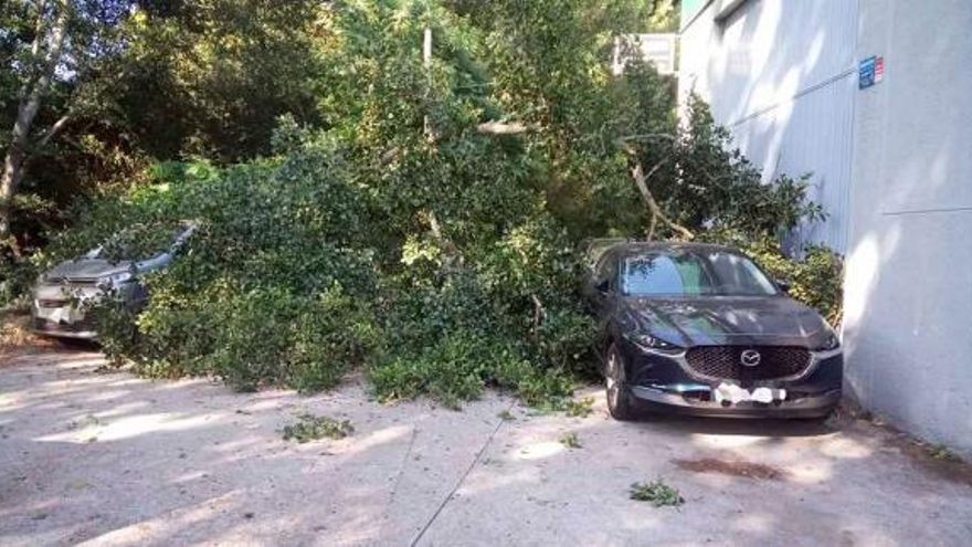 Un árbol se desploma en Vigo y daña tres coches de un concesionario.