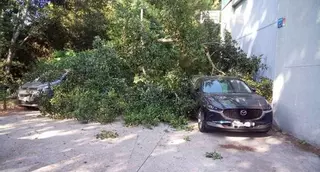 La caída de un árbol en Vigo daña tres coches de un concesionario