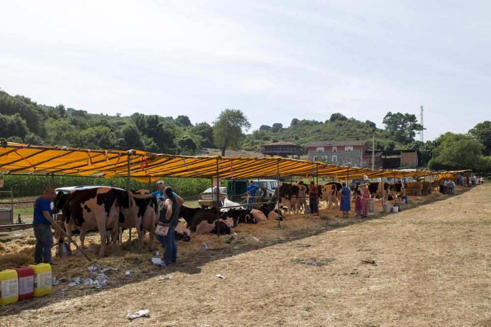 Feria de ganado en Santullano