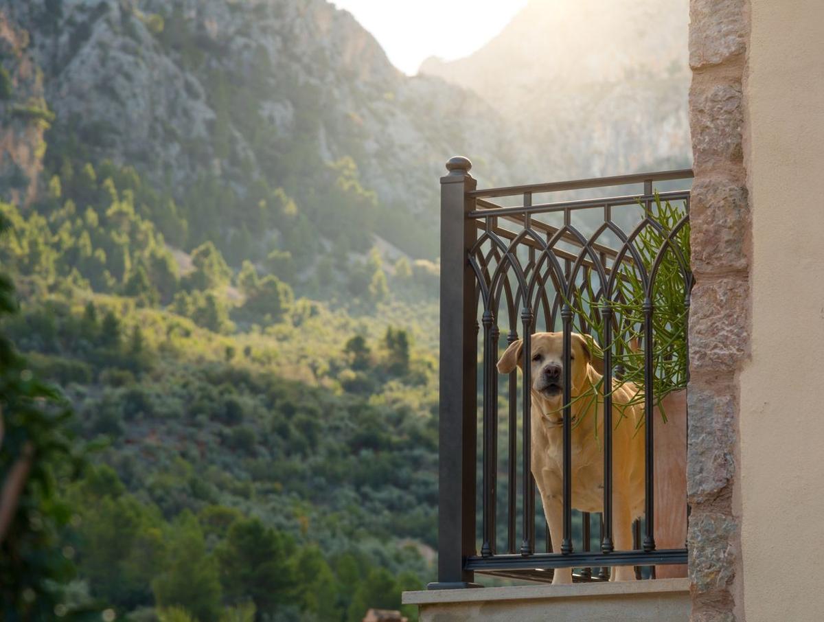 Viajar gratis perro guardian