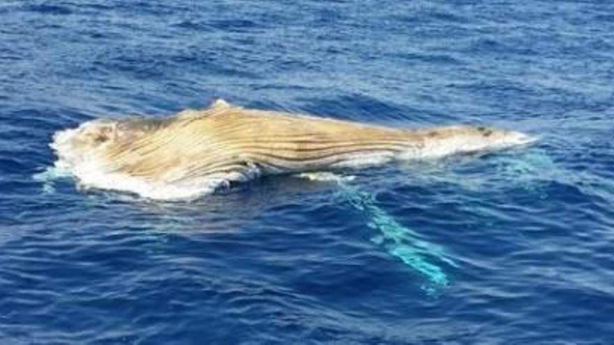 Apareix una balena morta flotant a unes tres milles del cap de Salou