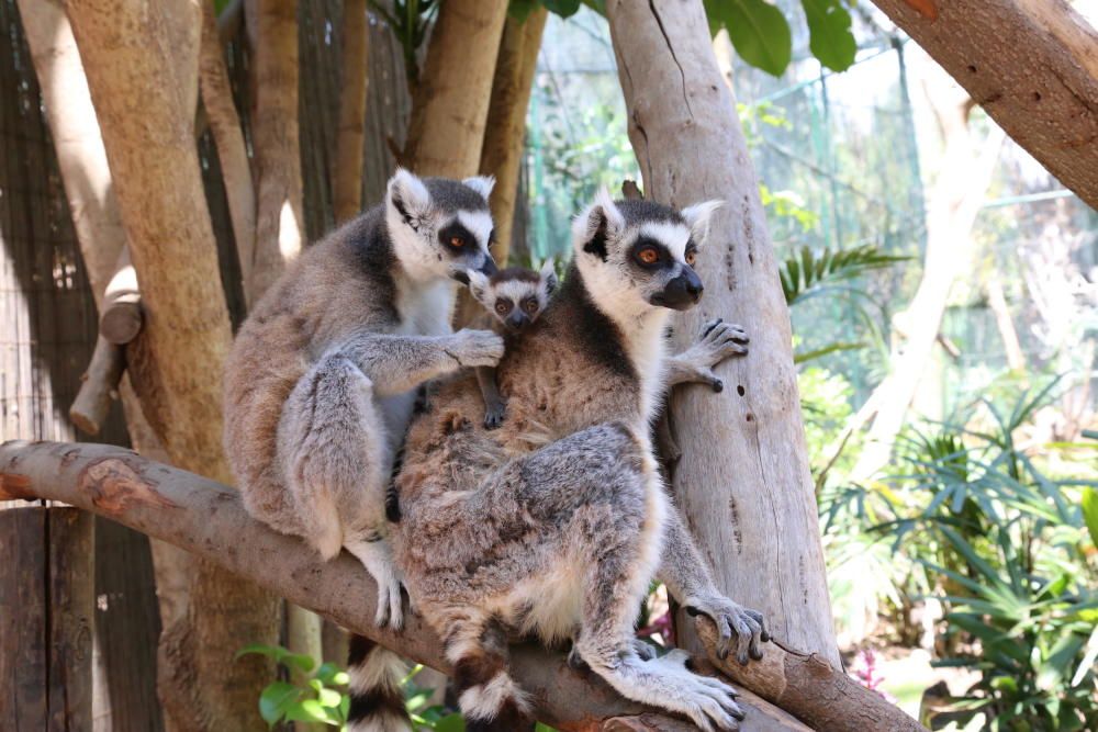 Nacen cuatro nuevo primates en el Oasis Park Fuerteventura