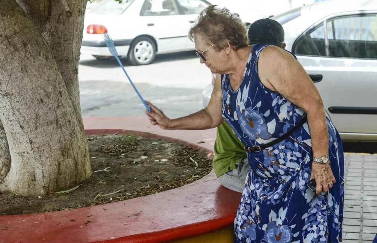 Plaga de moscas en Melenara y Salinetas Plaga de moscas en Melenara y Salinetas