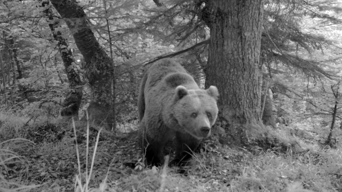 El pasado fin de semana se denunció un posible ataque de oso a un carnero en la zona de San Martí de Corilha, en Gessa (Naut Aran). Después de desplazarse hasta la zona, los Agentes de Medio Ambiente del Conselh Generau d’Aran evidenciaron que el animal había sido consumido por un oso, pero no pudieron confirmar que la causa de la muerte hubiera sido el ataque de un plantígrado.  Al confirmarse que la causa de la muerte fuera el oso, el departamento de Territorio, Paisaje y Medio Ambiente se hará cargo de la indemnización al ganadero afectado para cubrir así la pérdida de la res. Se recogieron los restos del animal para efectuar análisis adicionales y comprobar el tipo de consumo del cadáver.