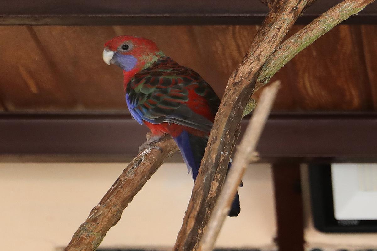 Loro rojo o rosela carmesí. Zoo de Aves de Herrera de Pisuerga