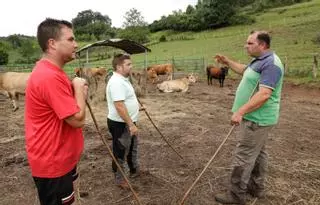 Los ganaderos de Caldones urgen medidas contra el lobo: "Si no, nos movilizaremos"