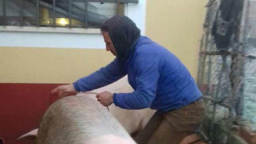 Sobre estas líneas, el cerdo preparado para el sacrificio, los vecinos lo abren y limpian antes de proceder al despiezado.