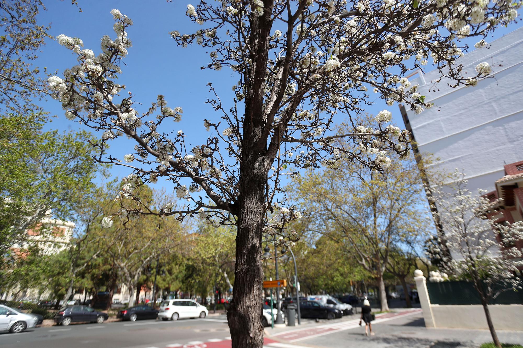 La primavera toma València