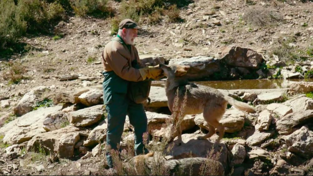 Programa "Wild Frank", de Frank de la Jungla, grabado en el Centro del Lobo Ibérico de Castilla y León en Robledo (Zamora)