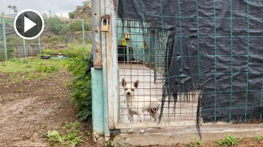 Fayna Bethencourt critica duramente las condiciones de la perrera de Telde