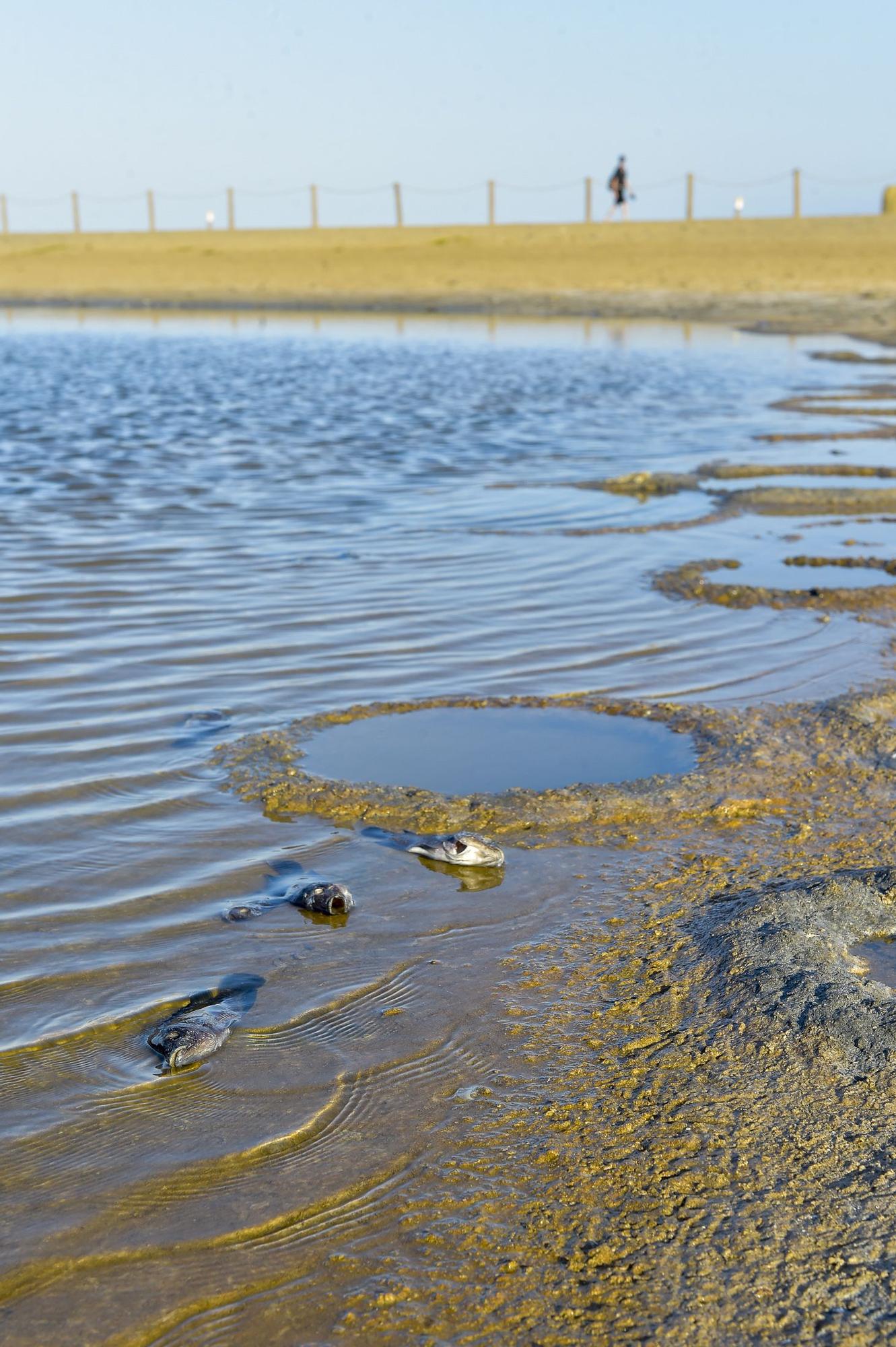 Peces muertos en la Charca de Maspalomas