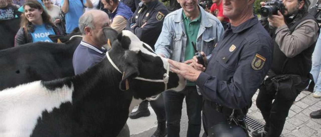 A la entrada de la Xunta, las novillas saludaron a los agentes de la Policía Autonómica. // Xoán Álvarez